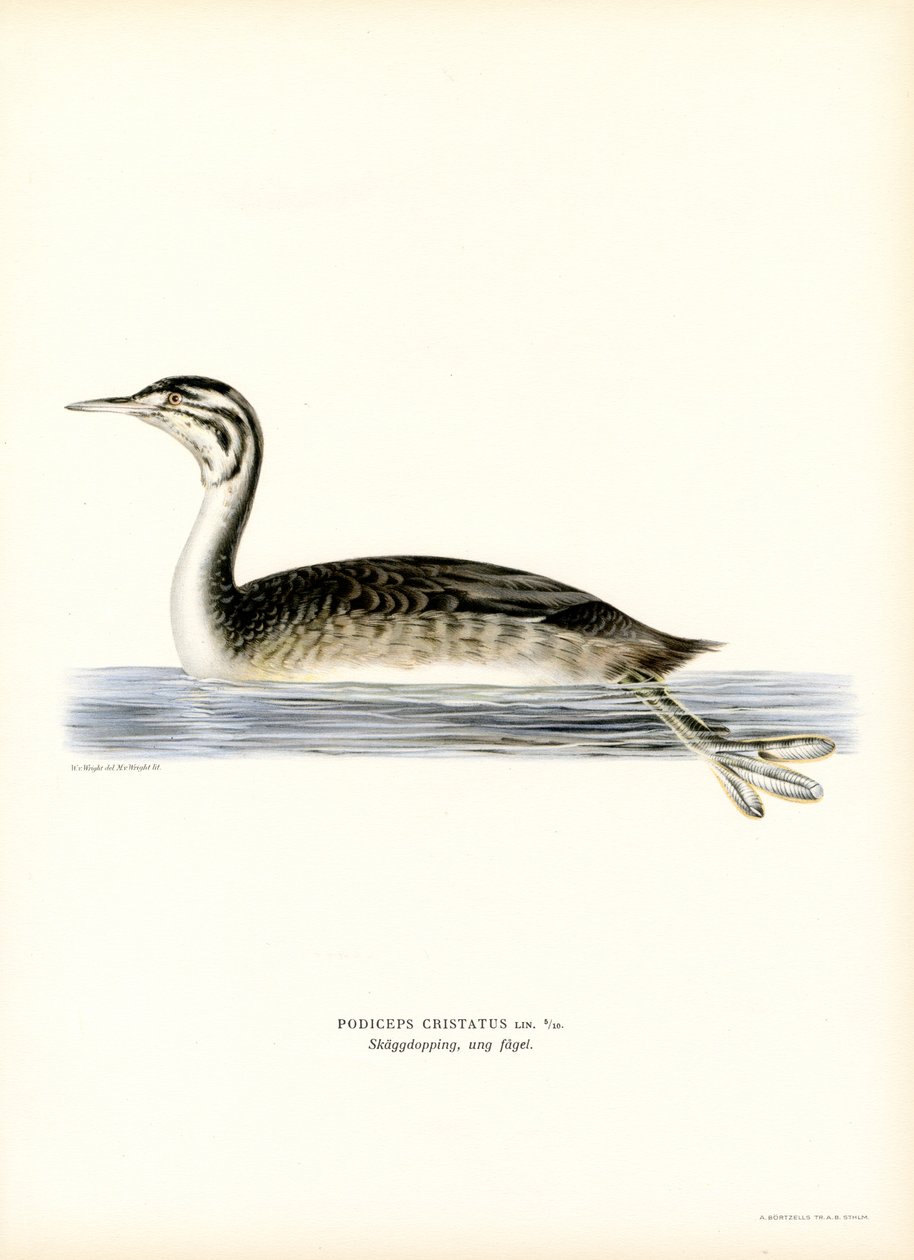 Great Crested Grebe (cor litho) de Magnus Ferdinand and Wilhelm von Wright