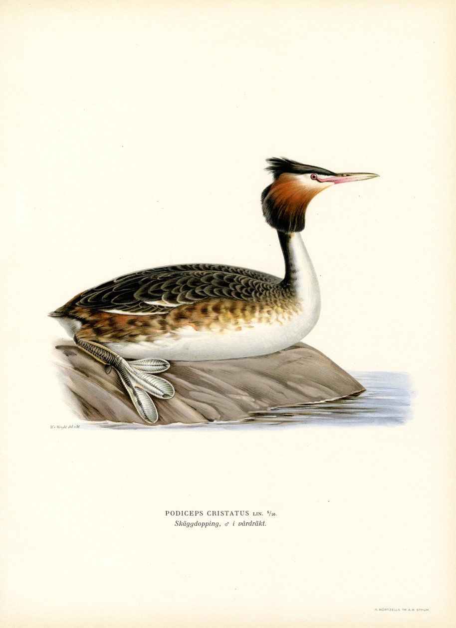 Great Crested Grebe (cor litho) de Magnus Ferdinand and Wilhelm von Wright
