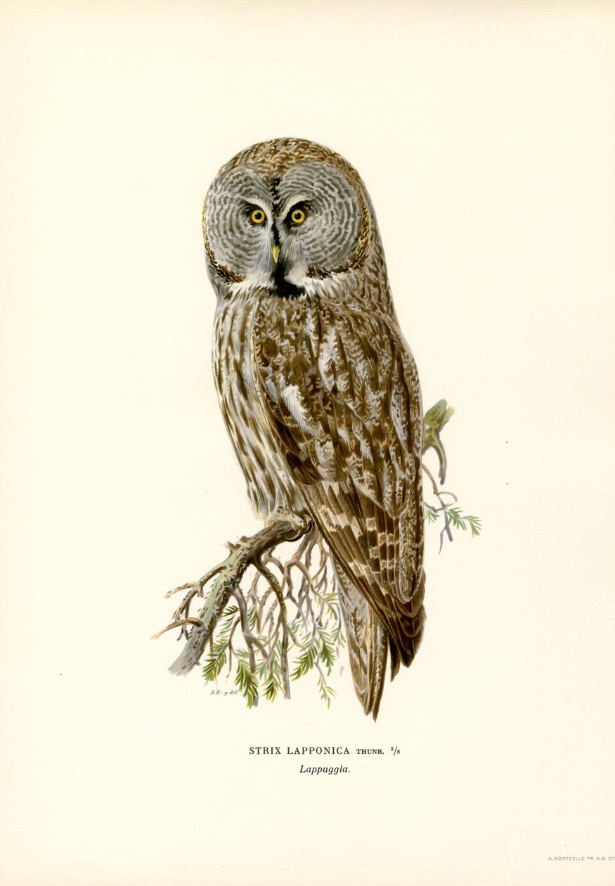 Coruja Cinzenta Grande (cor litho) de Magnus Ferdinand and Wilhelm von Wright