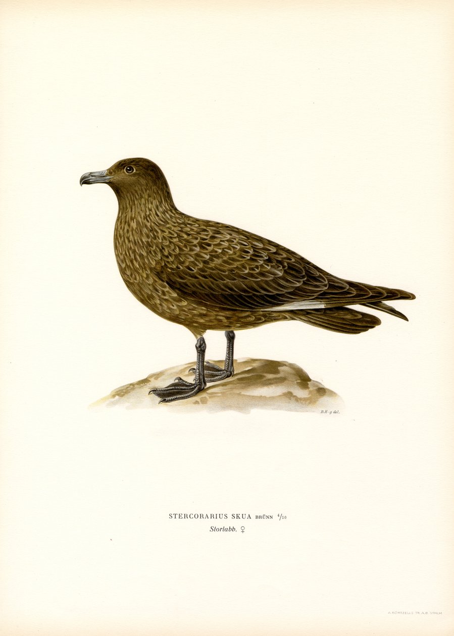 Grande Skua (cor litho) de Magnus Ferdinand and Wilhelm von Wright