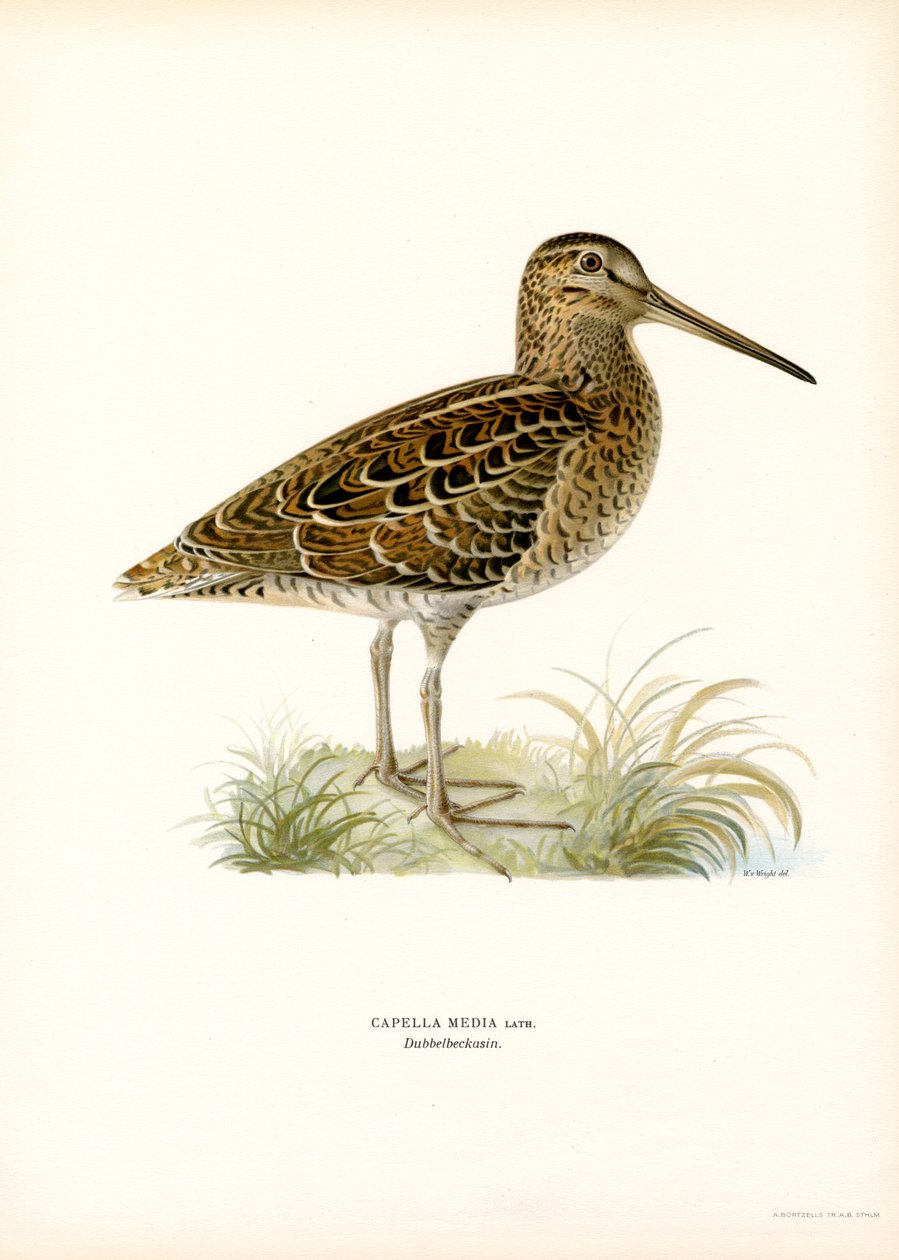 Grande narceja (cor litho) de Magnus Ferdinand and Wilhelm von Wright
