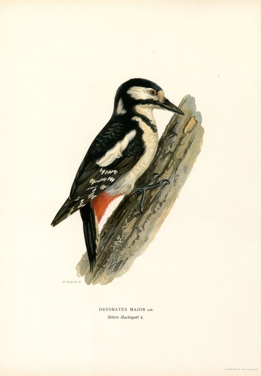 Pica-pau manchado (cor litho) de Magnus Ferdinand and Wilhelm von Wright