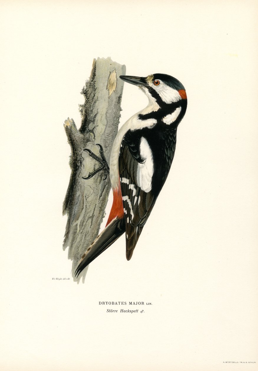 Pica-pau manchado (cor litho) de Magnus Ferdinand and Wilhelm von Wright