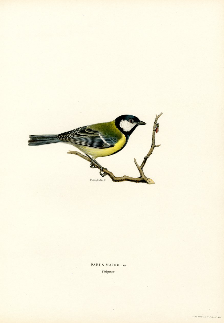 Grande Mama (cor litho) de Magnus Ferdinand and Wilhelm von Wright