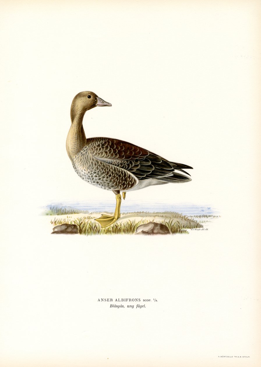 Ganso-de-testa-branca-grande (cor litho) de Magnus Ferdinand and Wilhelm von Wright