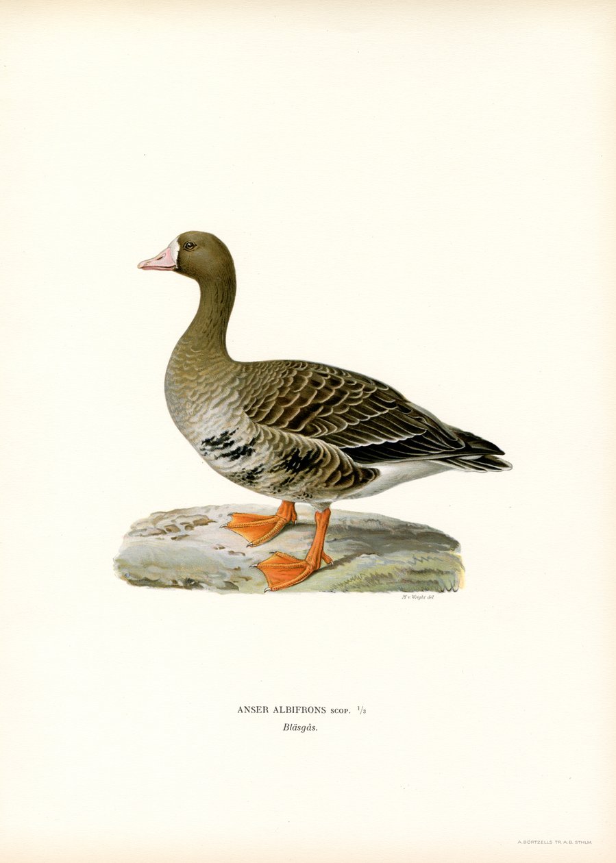 Ganso-de-testa-branca-grande (cor litho) de Magnus Ferdinand and Wilhelm von Wright