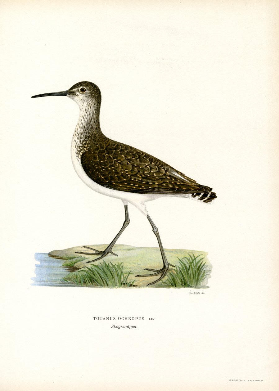 Maçarico Verde (lito colorido) de Magnus Ferdinand and Wilhelm von Wright