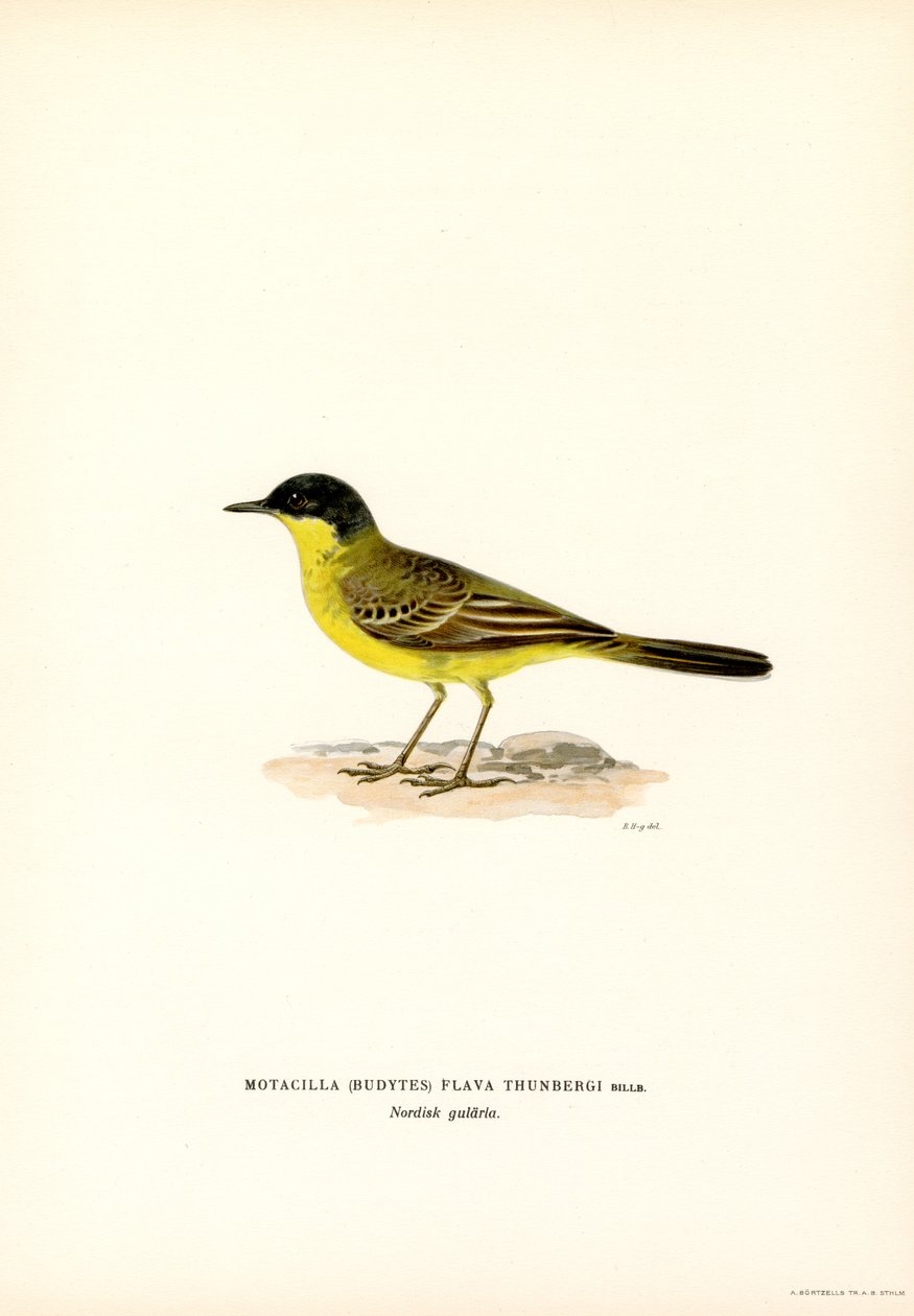 Alvéola-de-cabeça-cinzenta (lito a cores) de Magnus Ferdinand and Wilhelm von Wright