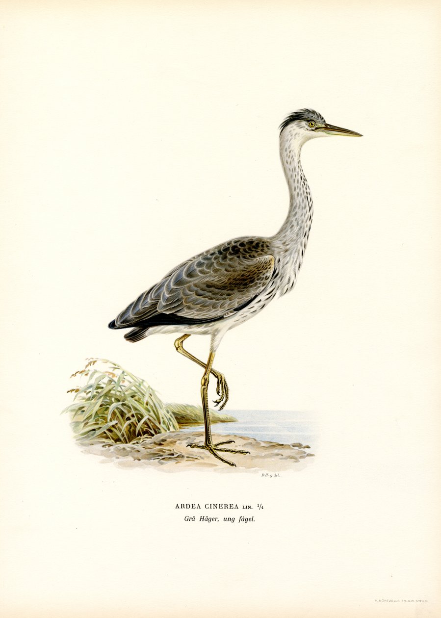 Garça cinzenta (cor litho) de Magnus Ferdinand and Wilhelm von Wright