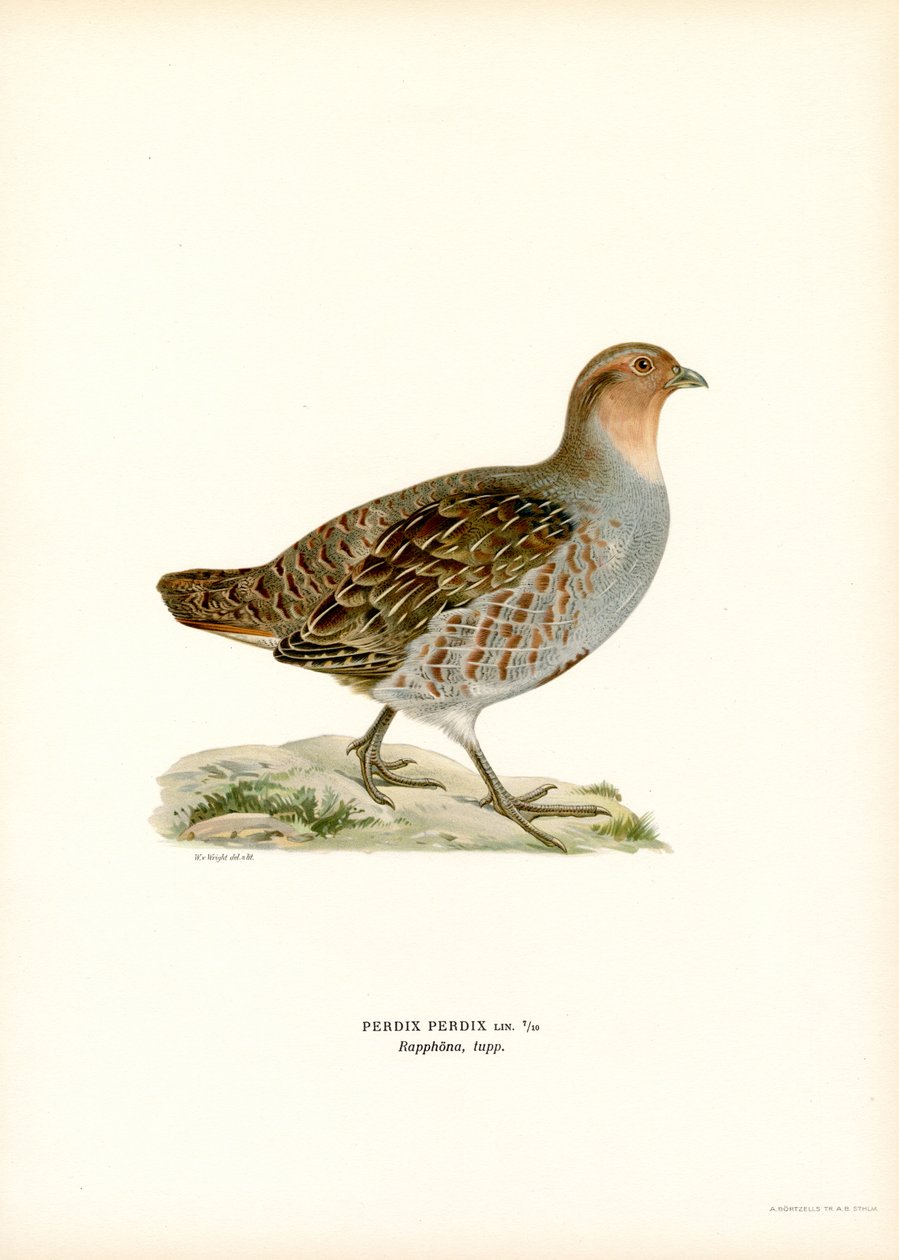 Perdiz cinzenta (cor litho) de Magnus Ferdinand and Wilhelm von Wright