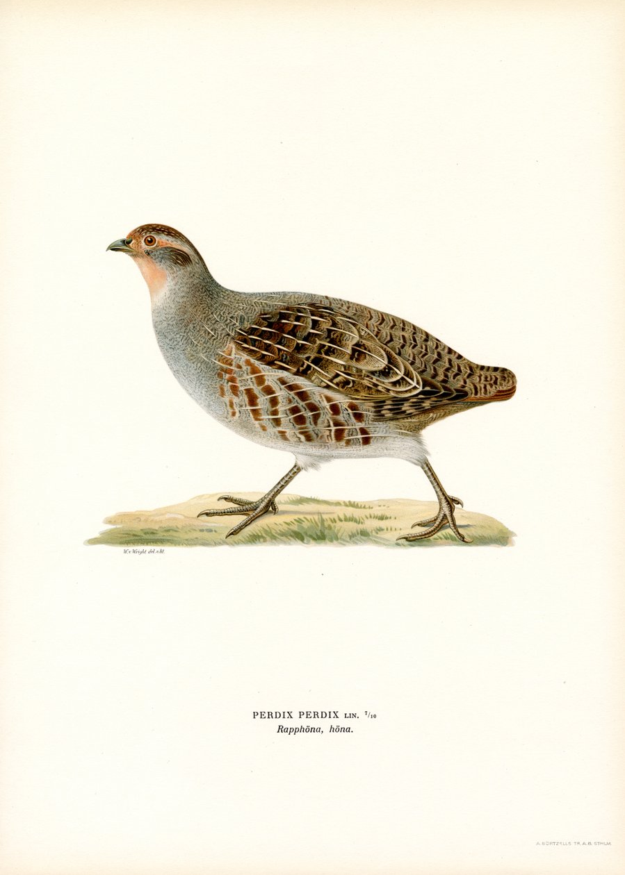 Perdiz cinzenta (cor litho) de Magnus Ferdinand and Wilhelm von Wright