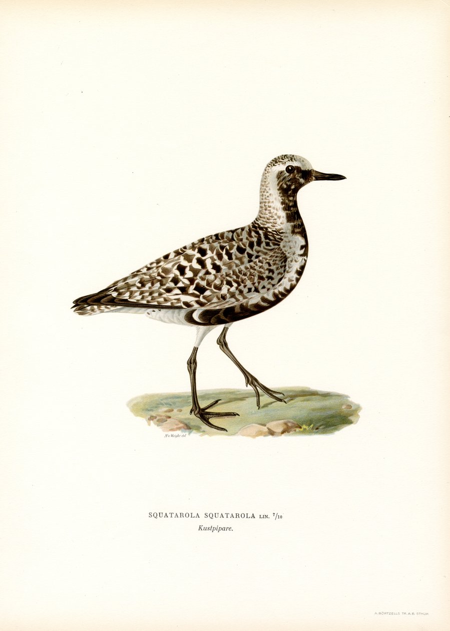 Tarambola cinza (lito colorido) de Magnus Ferdinand and Wilhelm von Wright