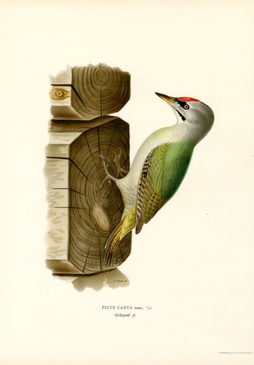 Pica-pau cinza (lito colorido) de Magnus Ferdinand and Wilhelm von Wright