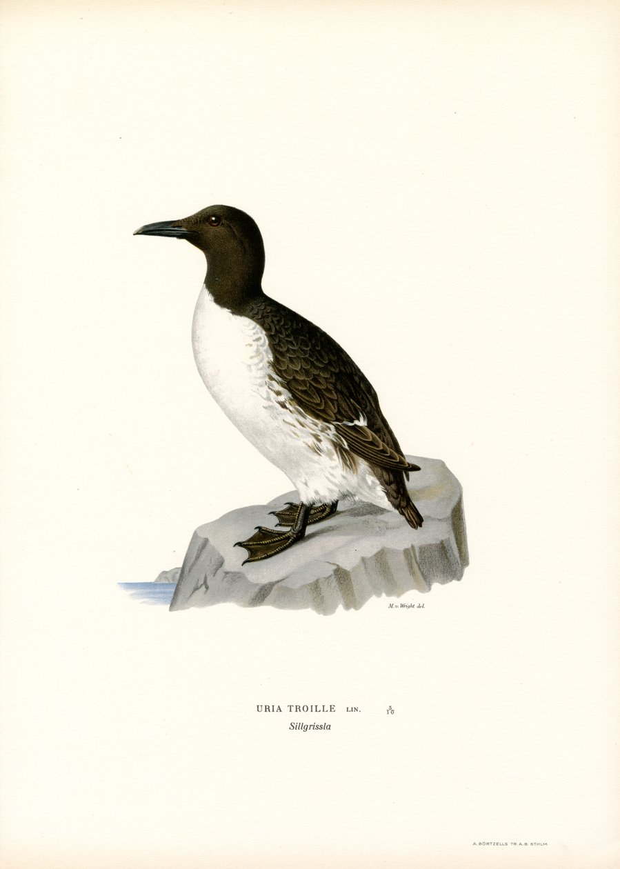 Guillemot (cor litho) de Magnus Ferdinand and Wilhelm von Wright