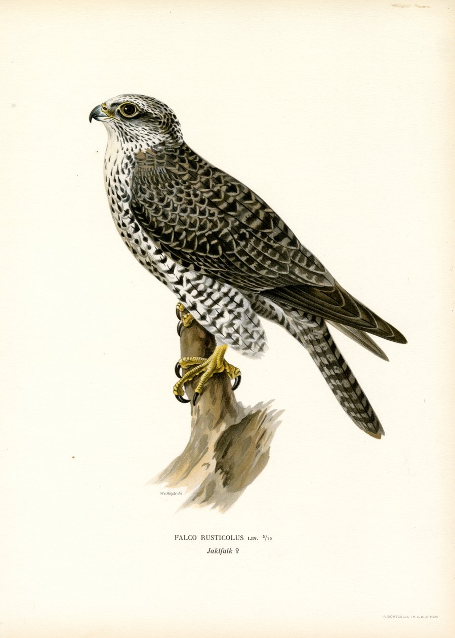 Gyrfalcon (lito colorido) de Magnus Ferdinand and Wilhelm von Wright