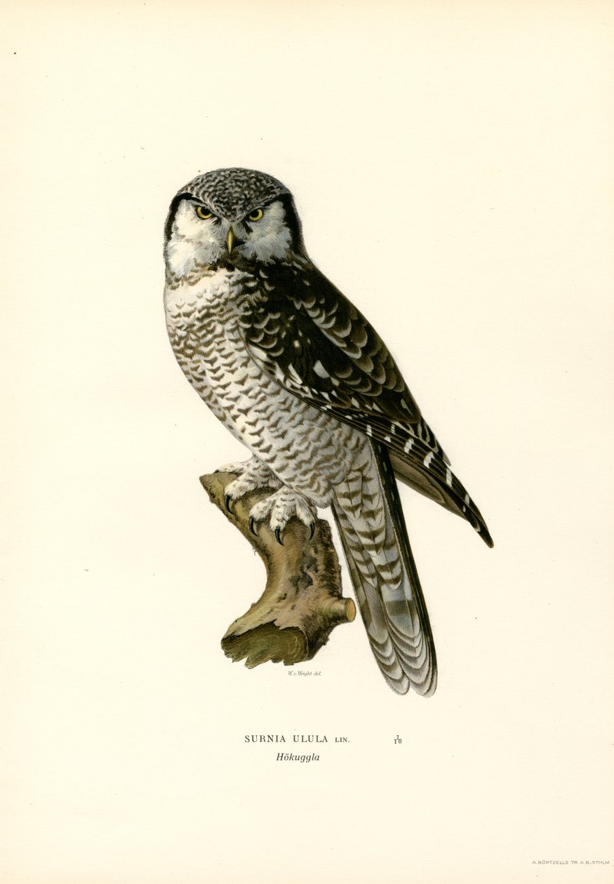 Hawk Owl (lito a cores) de Magnus Ferdinand and Wilhelm von Wright