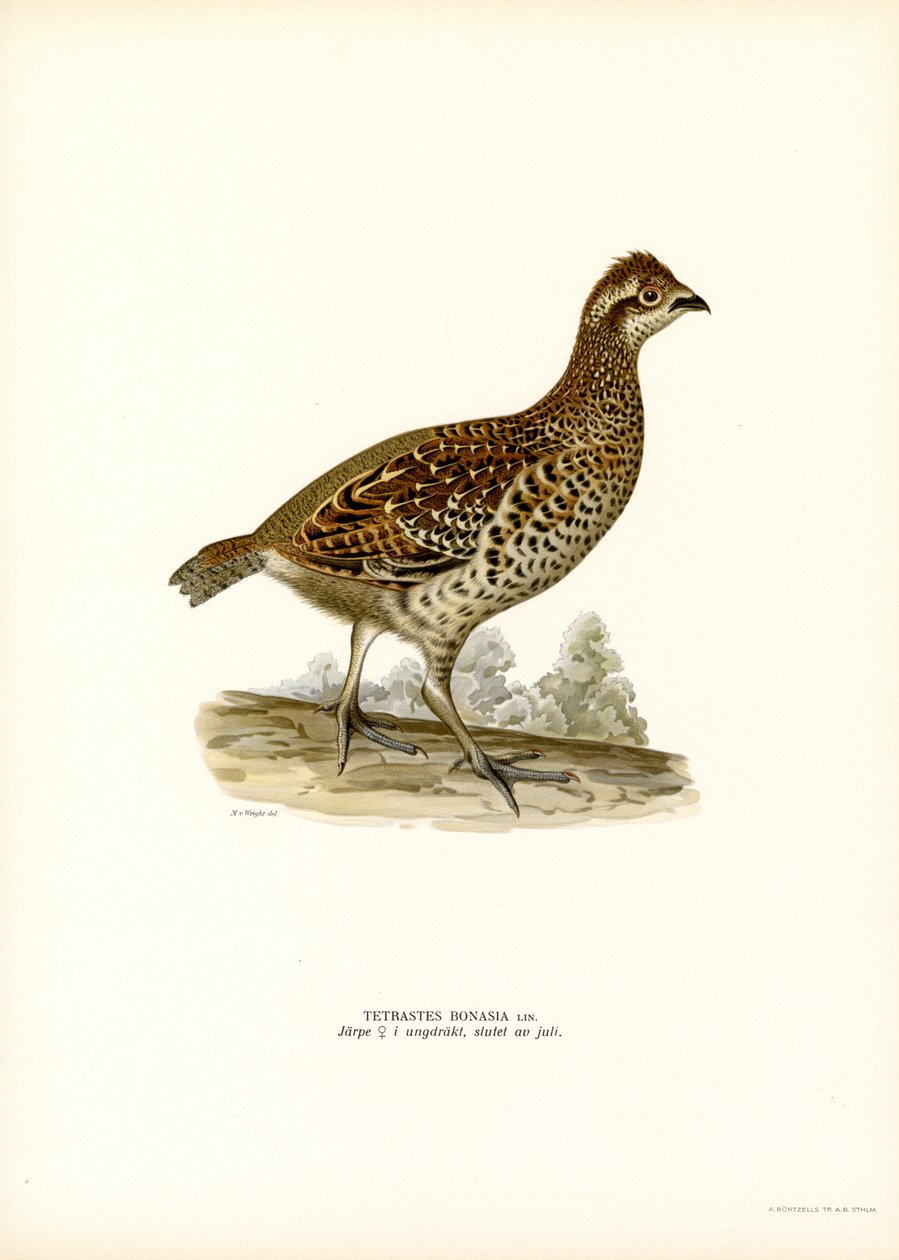 Avelã Grouse (cor litho) de Magnus Ferdinand and Wilhelm von Wright