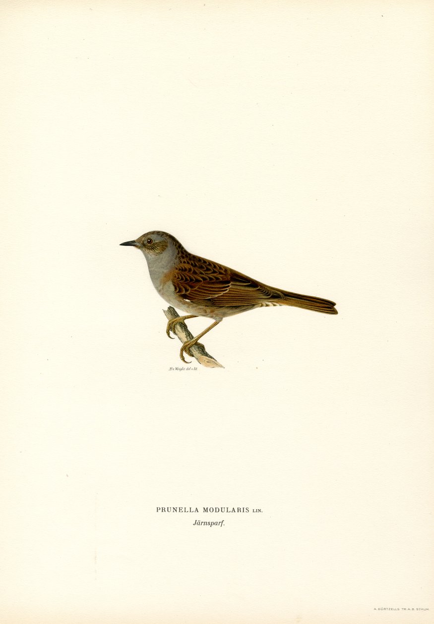 Toutinegra de sebe (cor litho) de Magnus Ferdinand and Wilhelm von Wright