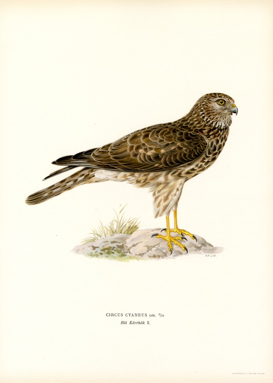 Hen Harrier (cor litho) de Magnus Ferdinand and Wilhelm von Wright