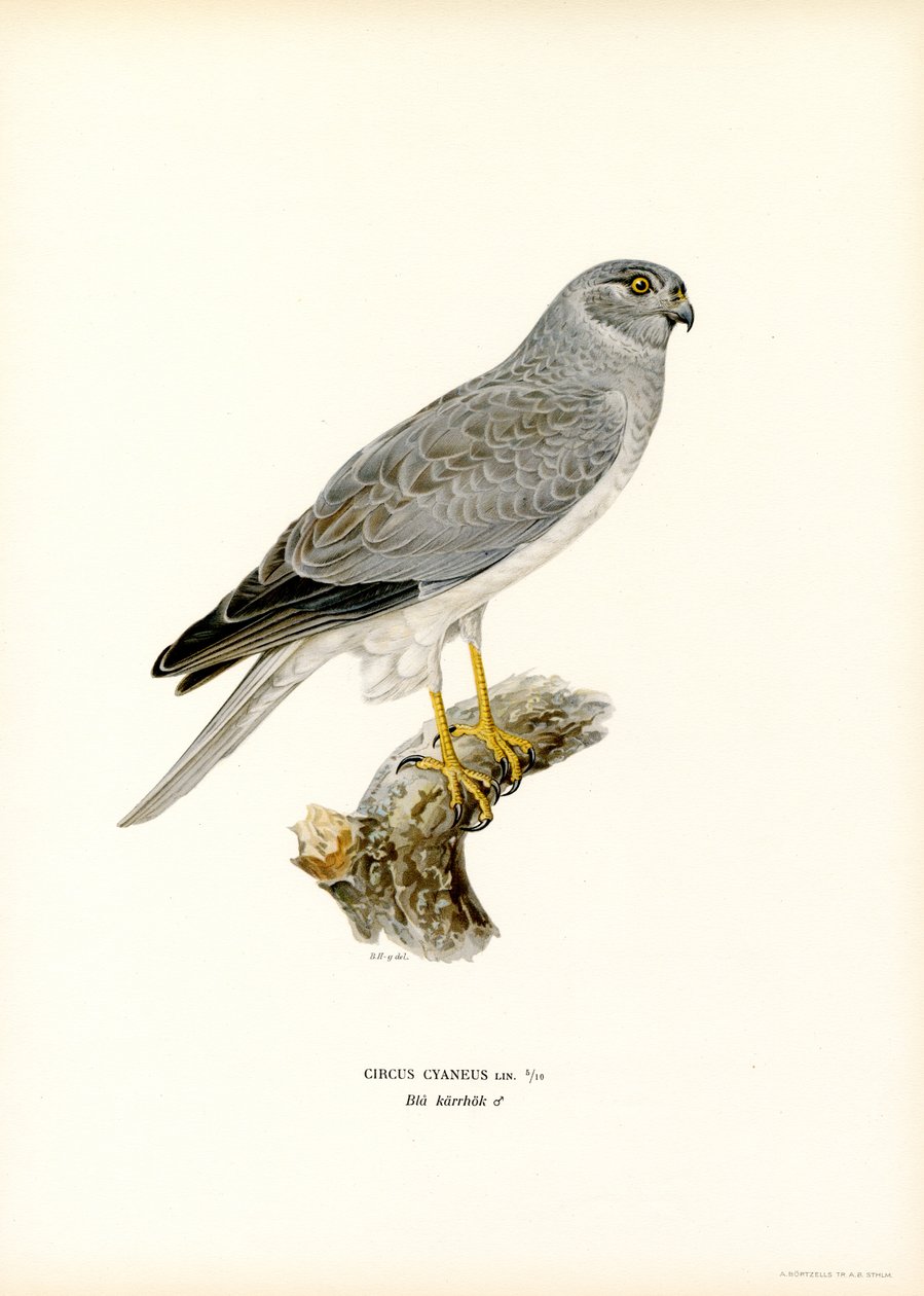 Hen Harrier (cor litho) de Magnus Ferdinand and Wilhelm von Wright