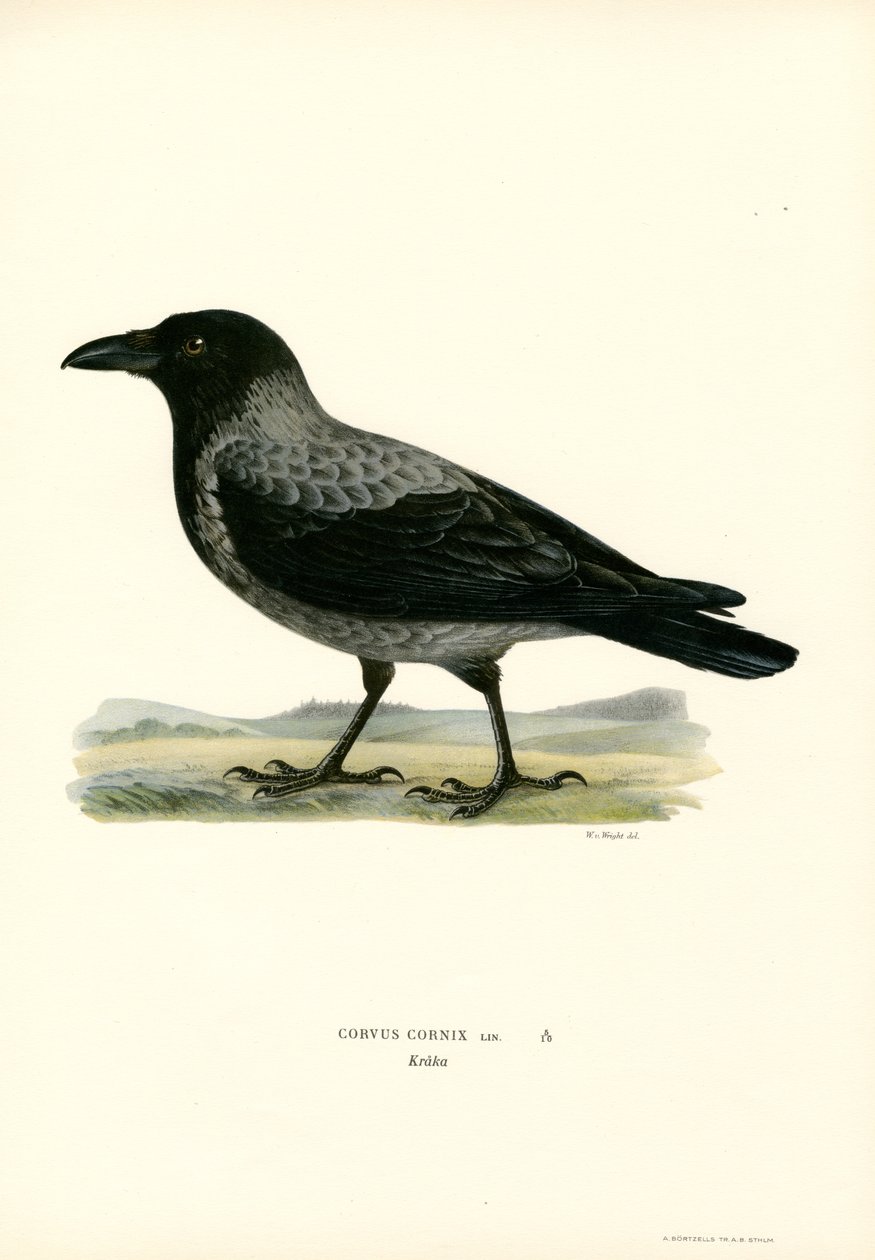 Corvo com capuz (cor litho) de Magnus Ferdinand and Wilhelm von Wright