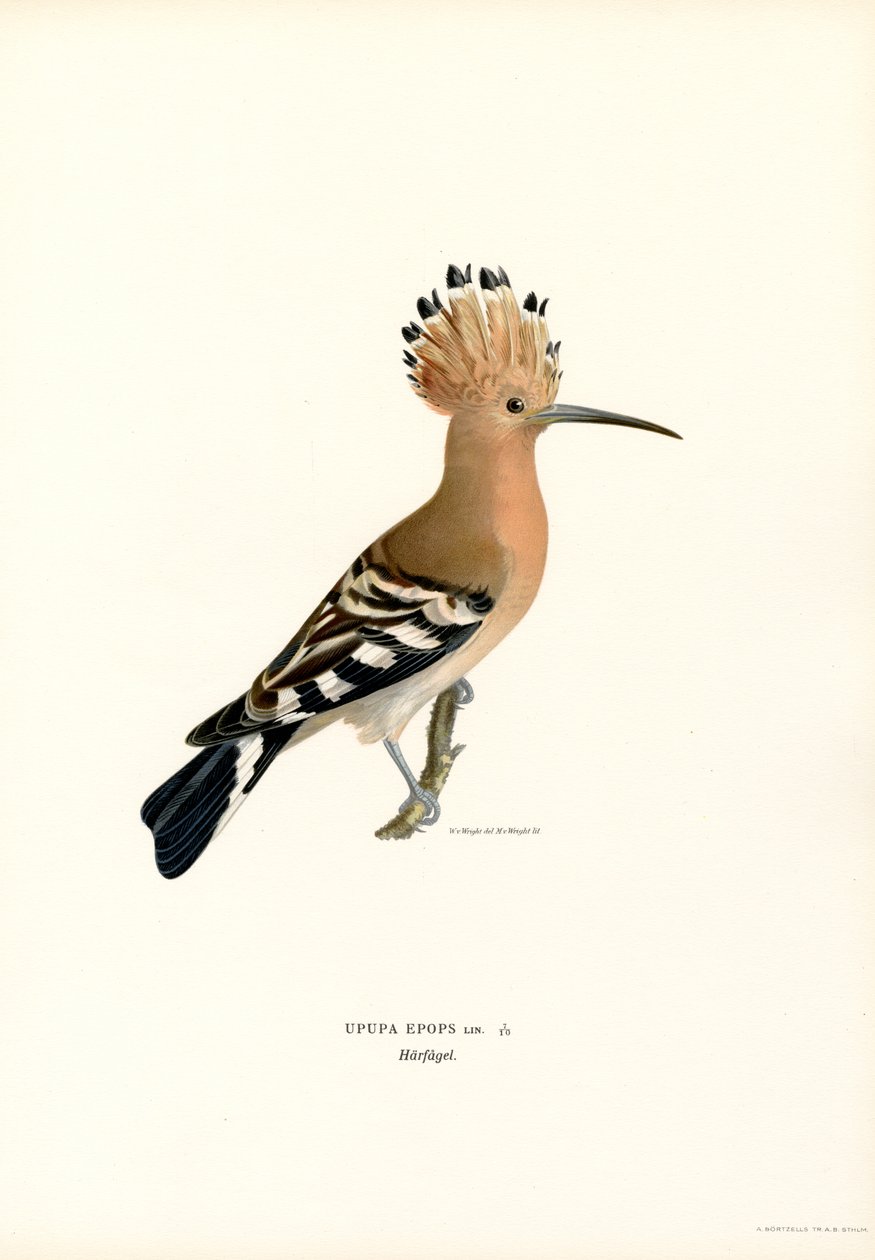 Poupa (lito colorido) de Magnus Ferdinand and Wilhelm von Wright