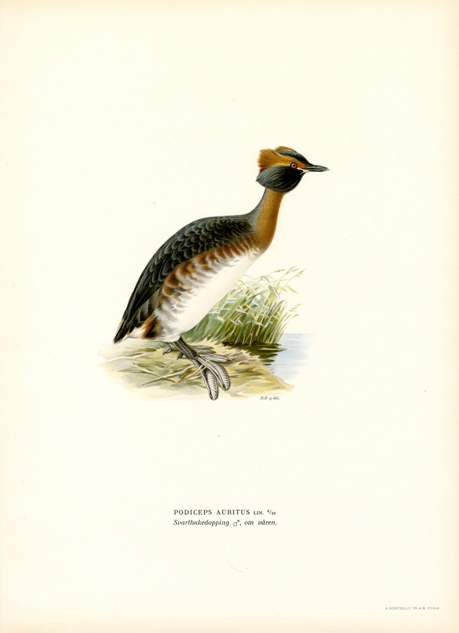 Trompa de Grebe (cor litho) de Magnus Ferdinand and Wilhelm von Wright