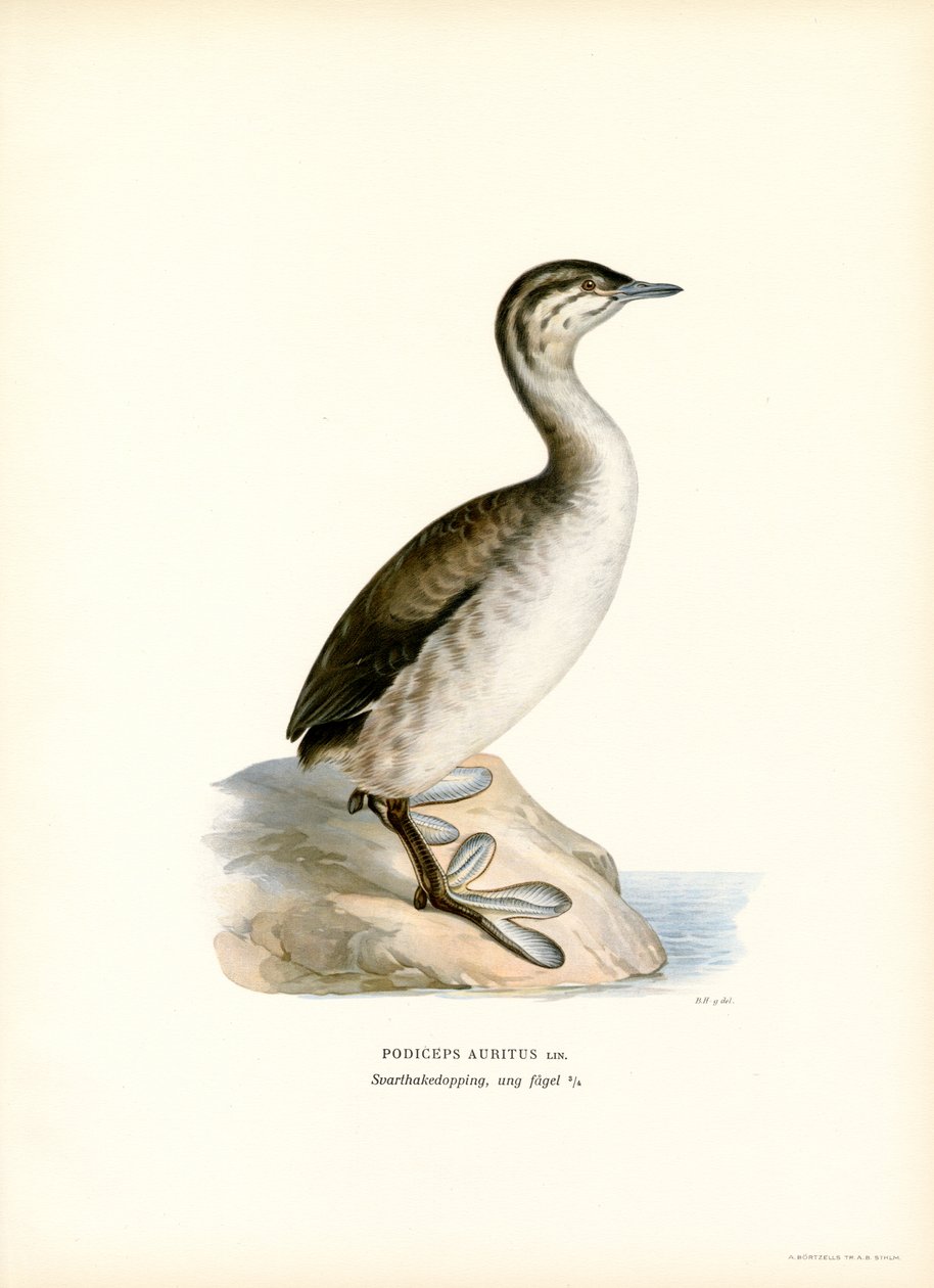 Trompa de Grebe (cor litho) de Magnus Ferdinand and Wilhelm von Wright