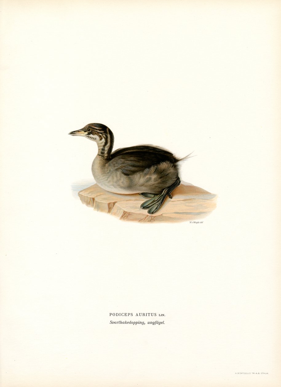 Grebe com chifres (lito colorido) de Magnus Ferdinand and Wilhelm von Wright
