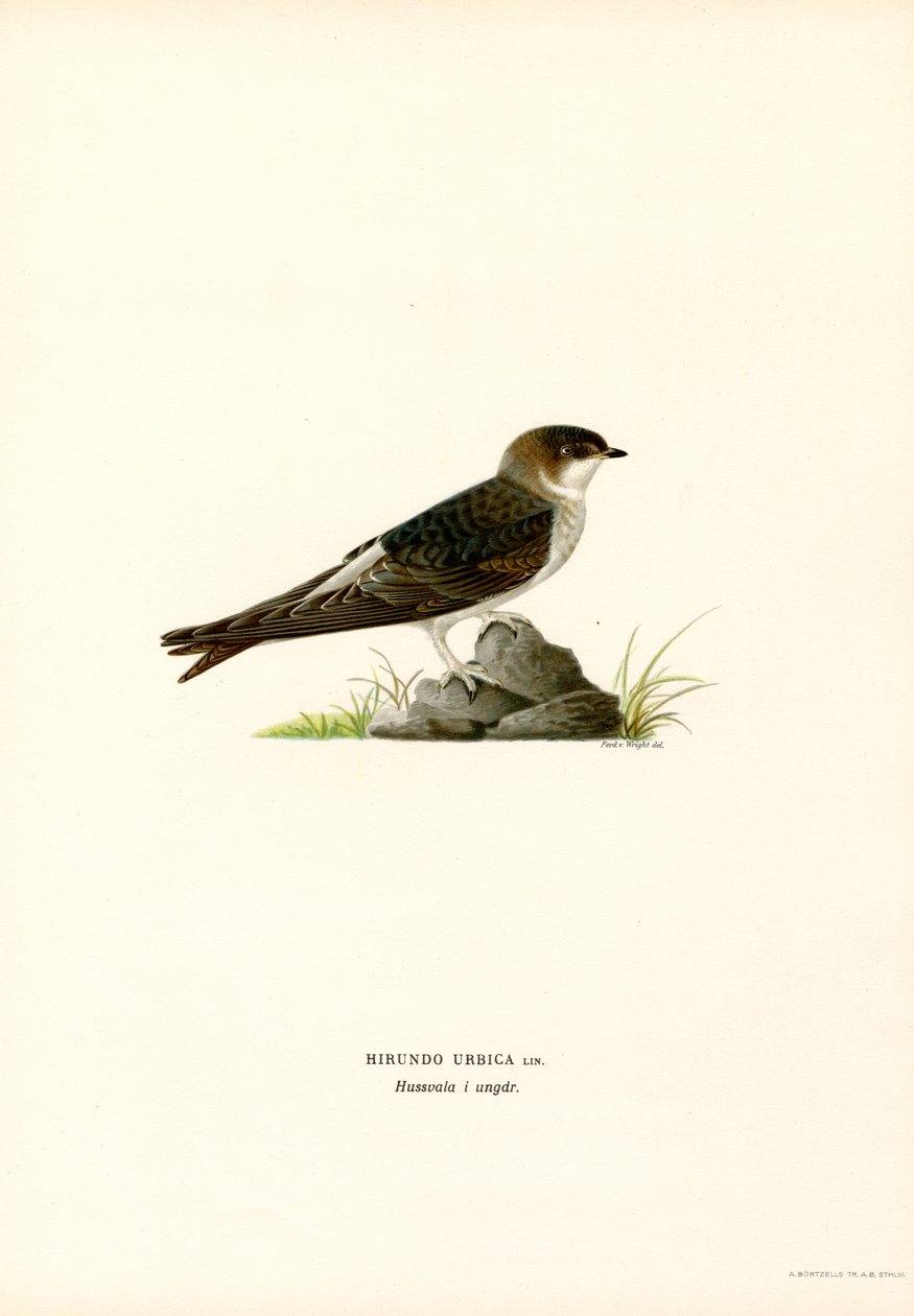 House Martin (cor litho) de Magnus Ferdinand and Wilhelm von Wright