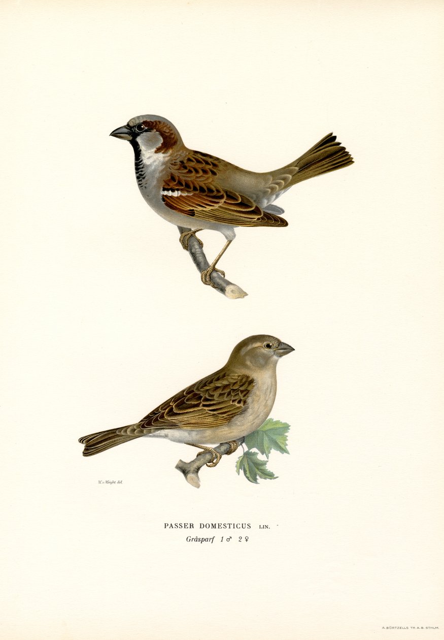 Pardal-doméstico (lito colorido) de Magnus Ferdinand and Wilhelm von Wright
