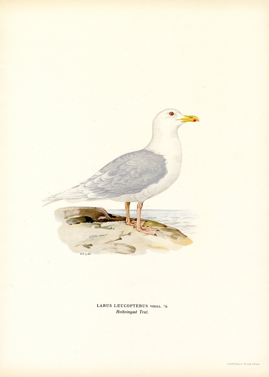 Gaivota da Islândia (lito colorido) de Magnus Ferdinand and Wilhelm von Wright