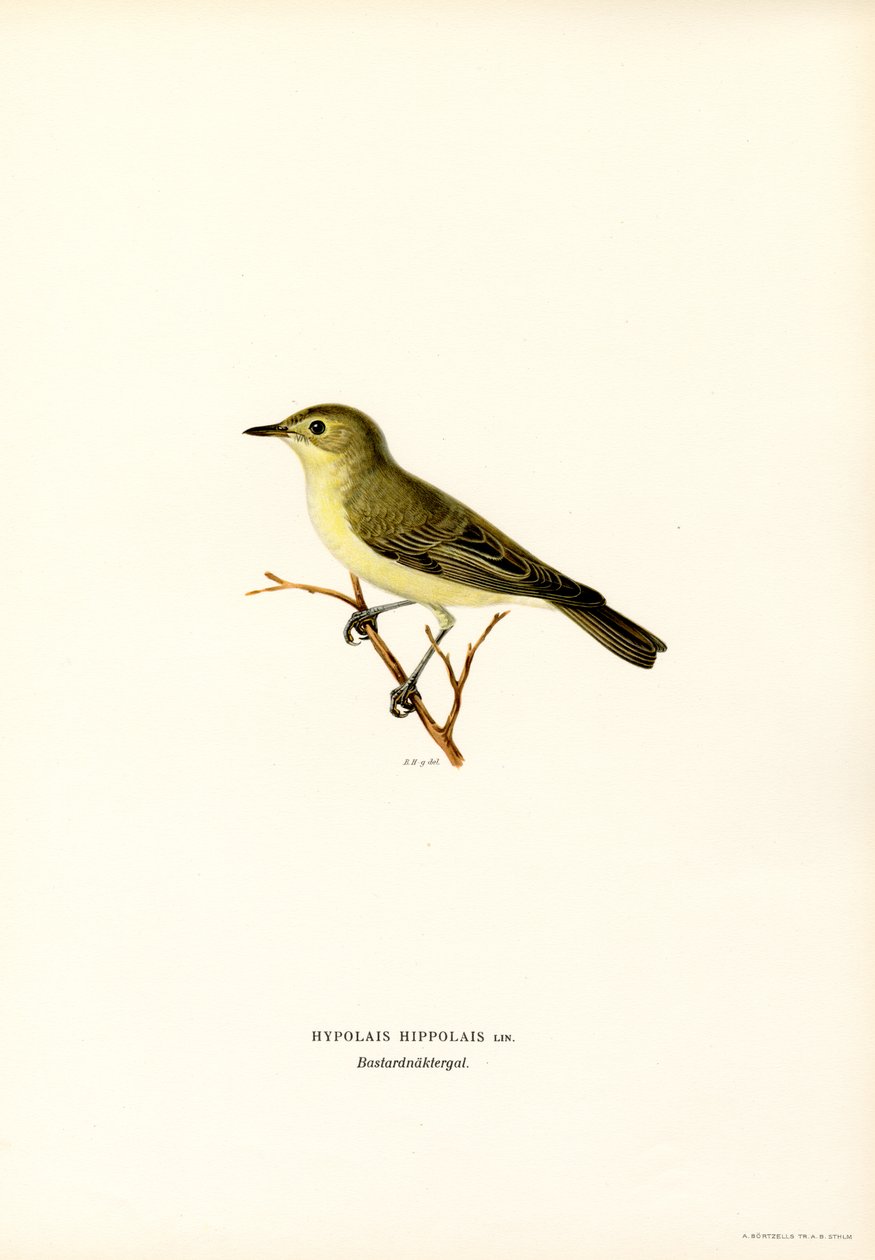 Toutinegra Icterina (lito colorido) de Magnus Ferdinand and Wilhelm von Wright