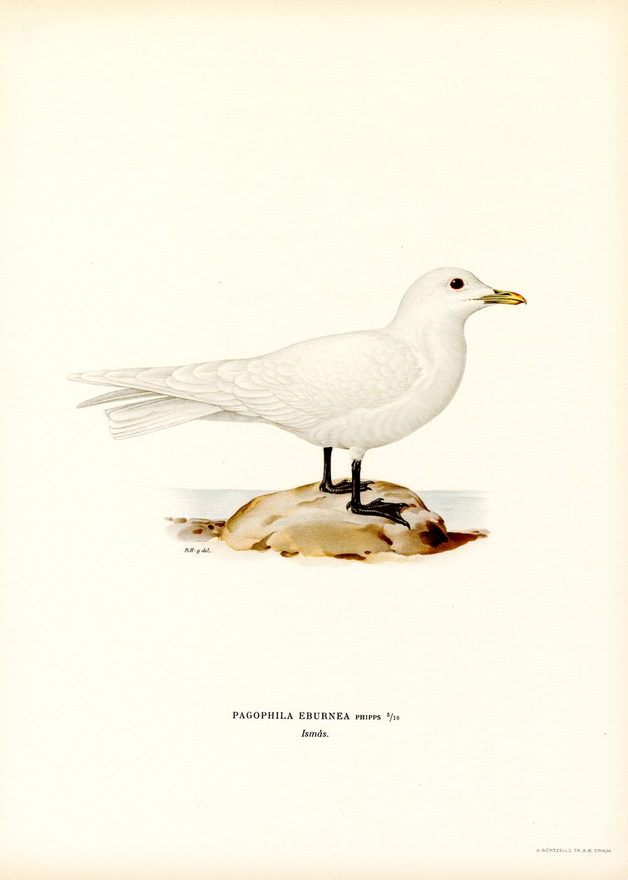 Gaivota de Marfim (lito a cores) de Magnus Ferdinand and Wilhelm von Wright