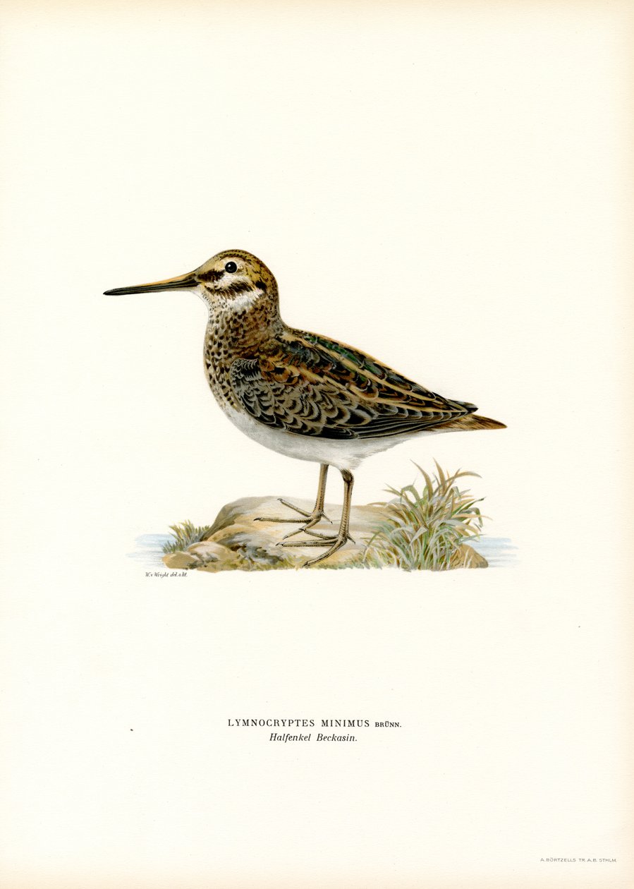 Jack Snipe (lito colorido) de Magnus Ferdinand and Wilhelm von Wright
