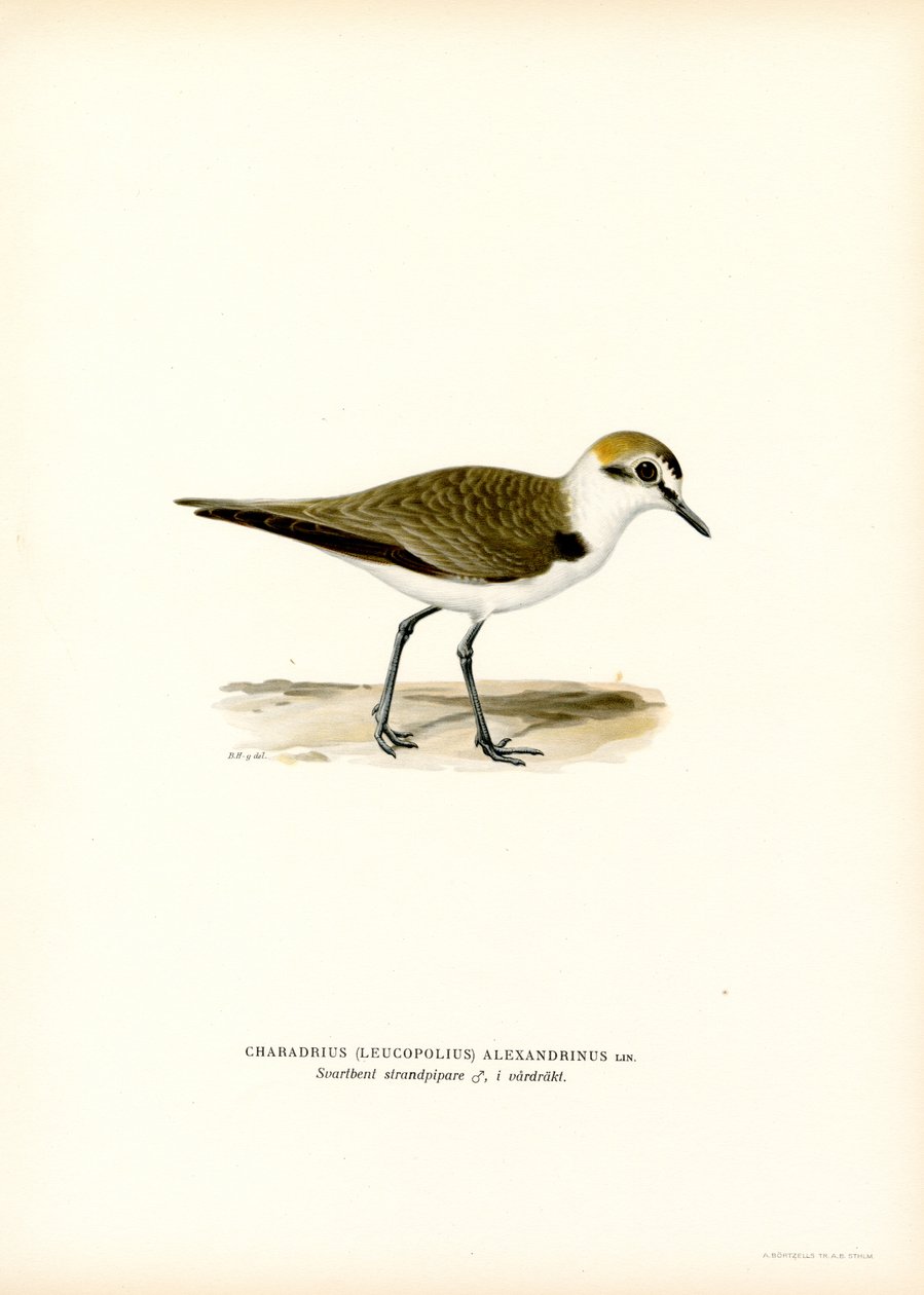Kentish Plover (lito colorido) de Magnus Ferdinand and Wilhelm von Wright