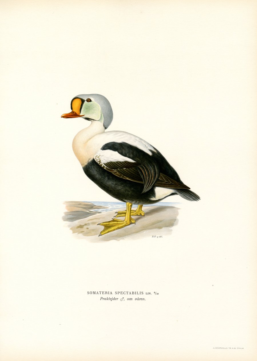 Pato Rei (cor litho) de Magnus Ferdinand and Wilhelm von Wright