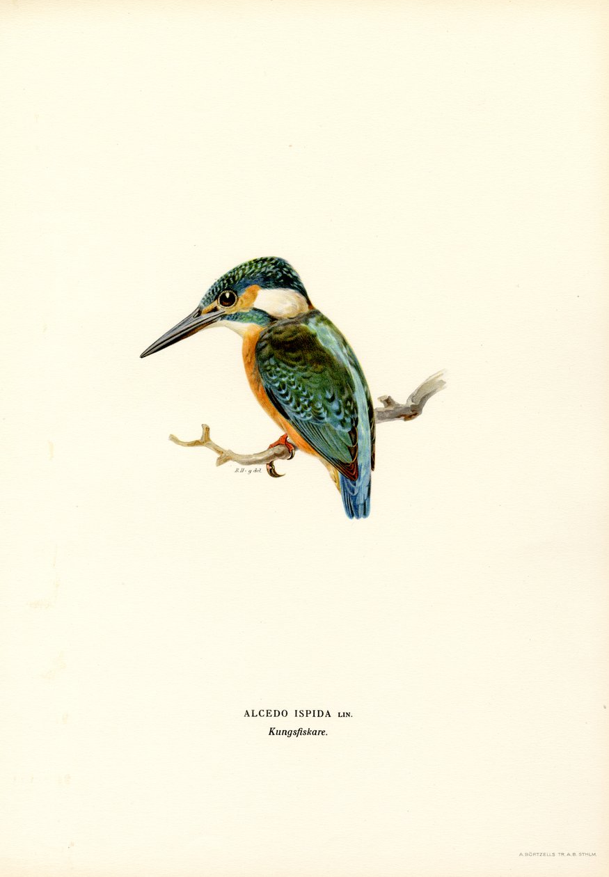 Martim-pescador (lito colorido) de Magnus Ferdinand and Wilhelm von Wright