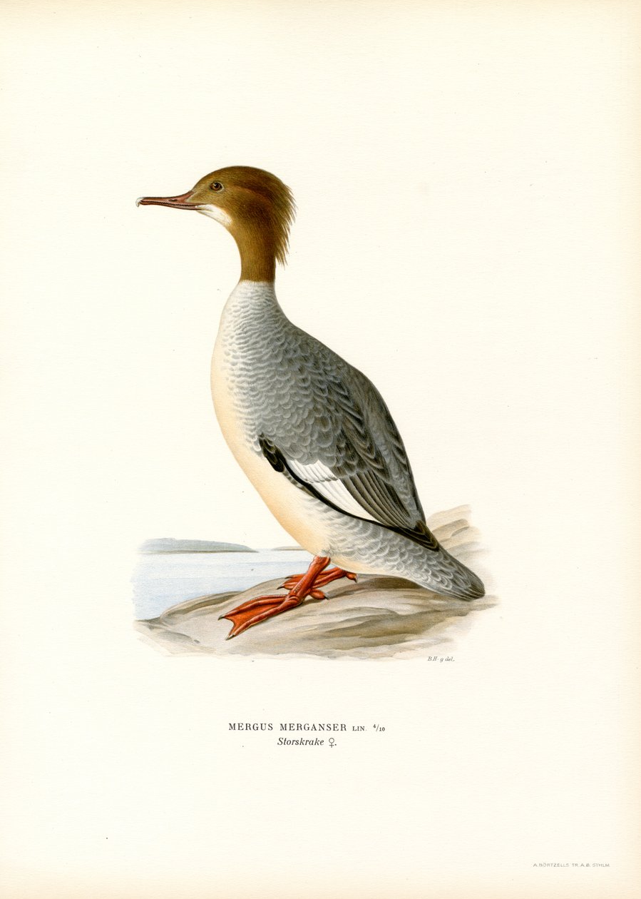 Grande Merganser (cor litho) de Magnus Ferdinand and Wilhelm von Wright