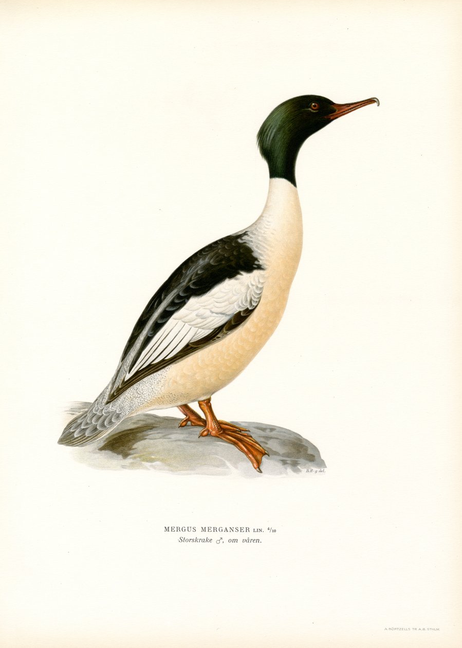 Grande Merganser (cor litho) de Magnus Ferdinand and Wilhelm von Wright
