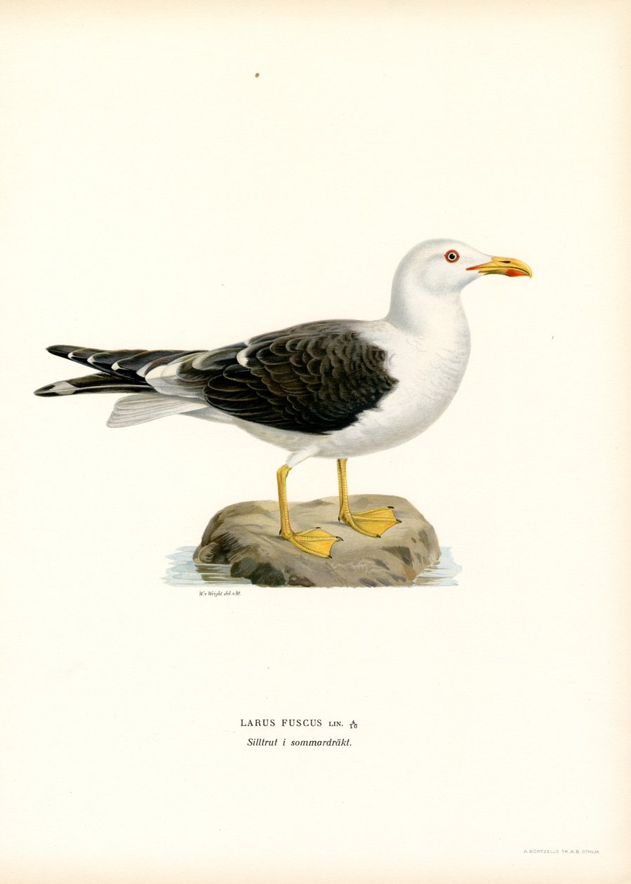 Gaivota de costas negras mais pequena (cor litho) de Magnus Ferdinand and Wilhelm von Wright