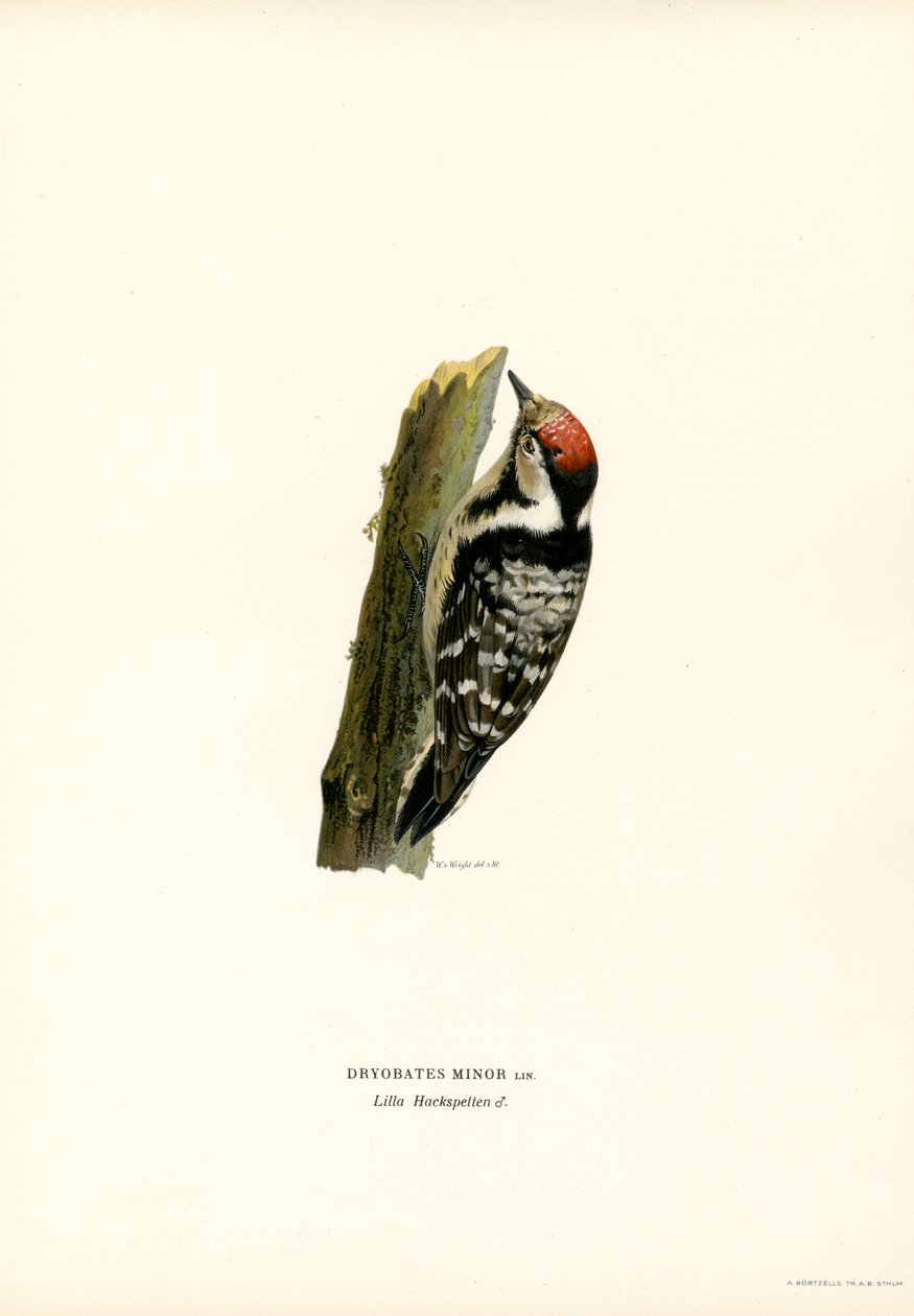 Pica-pau-malhado-pequeno (lito colorido) de Magnus Ferdinand and Wilhelm von Wright