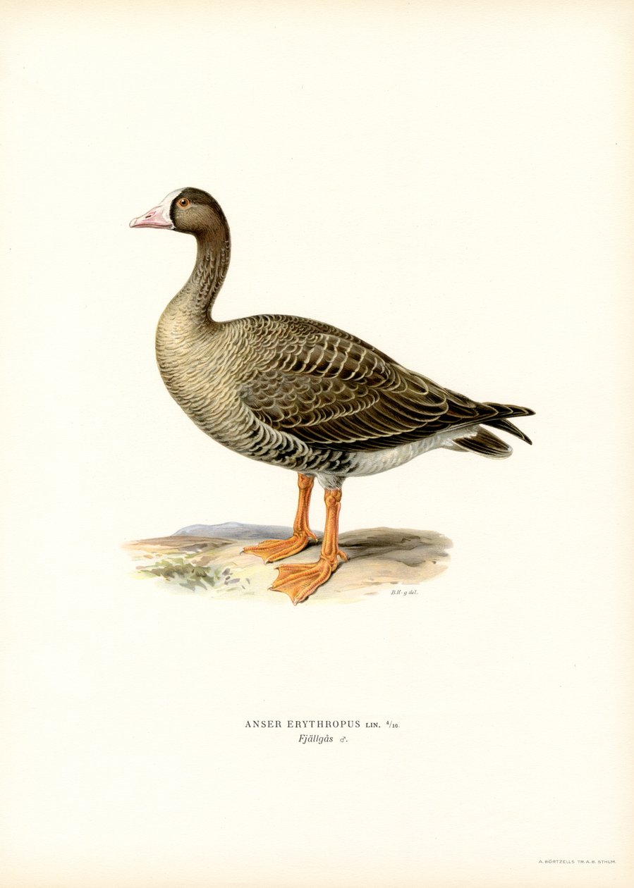 Ganso-de-testa-branca-pequeno (cor litho) de Magnus Ferdinand and Wilhelm von Wright