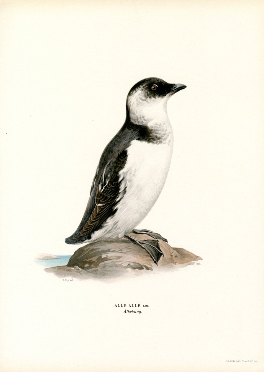 Pequeno Auk (cor litho) de Magnus Ferdinand and Wilhelm von Wright