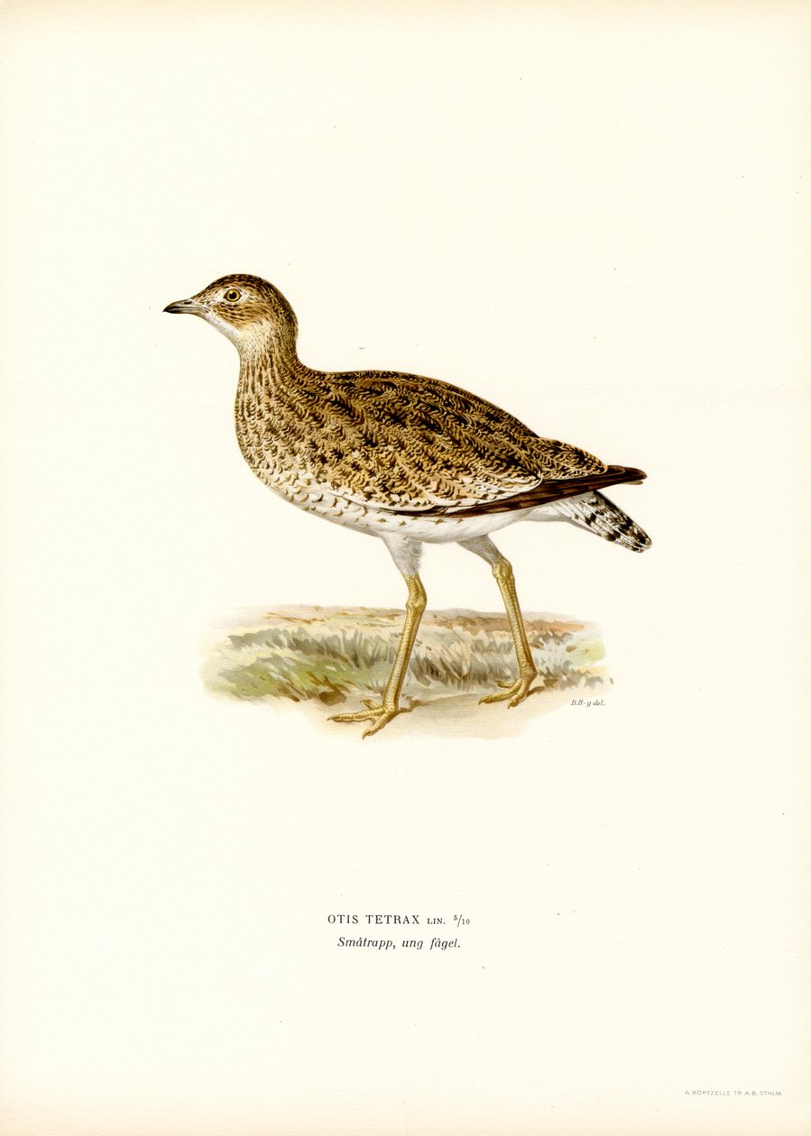 Abetarda pequena (cor litho) de Magnus Ferdinand and Wilhelm von Wright