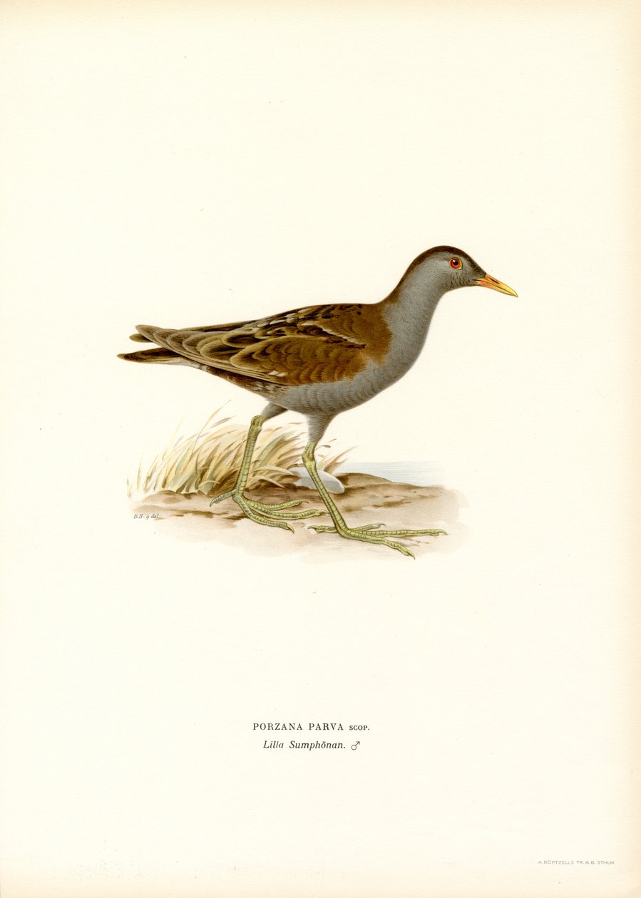 Little Crake (lito colorido) de Magnus Ferdinand and Wilhelm von Wright