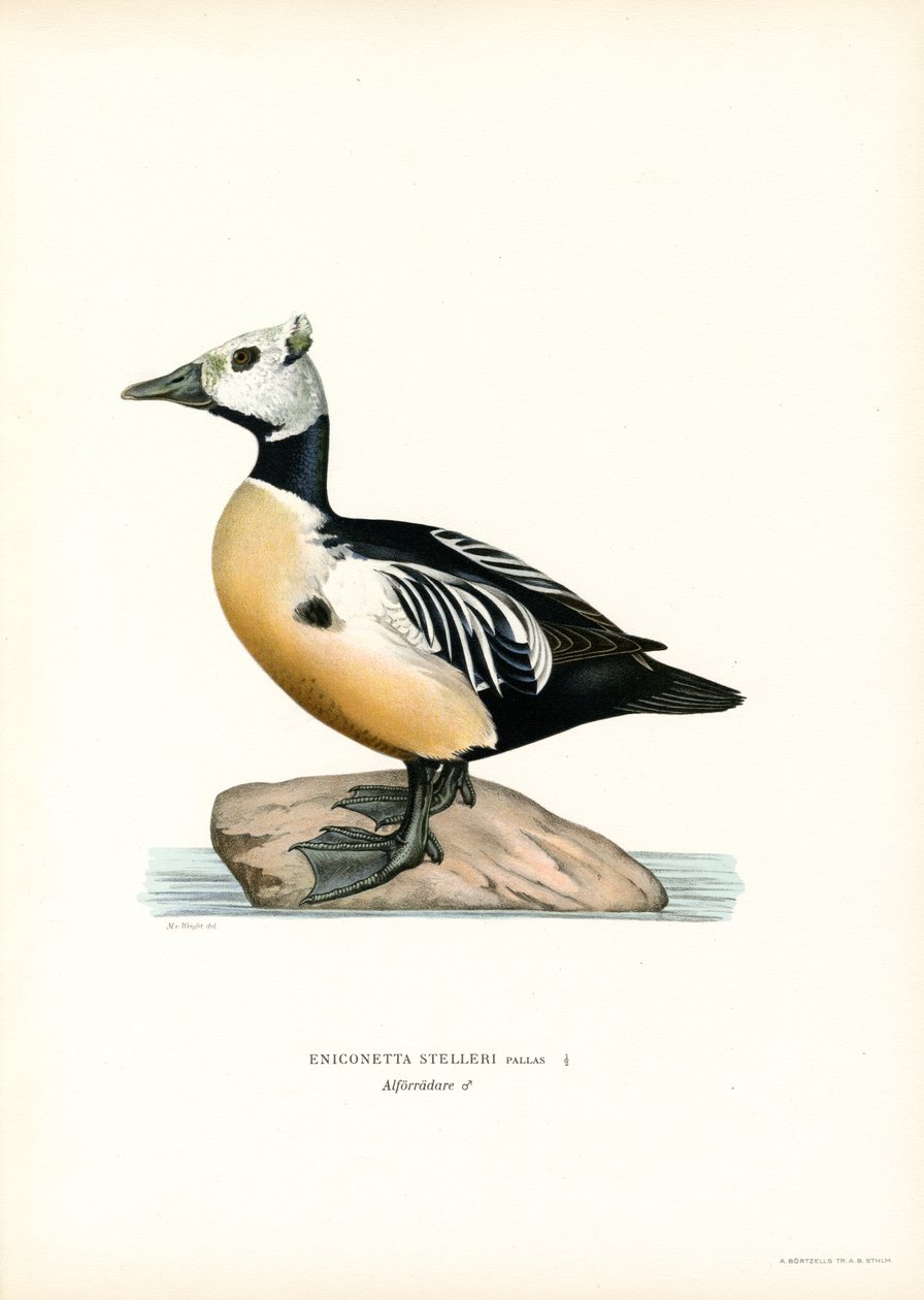 Pequeno Eider (cor litho) de Magnus Ferdinand and Wilhelm von Wright