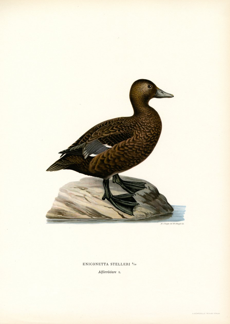 Little Eider (lito colorido) de Magnus Ferdinand and Wilhelm von Wright