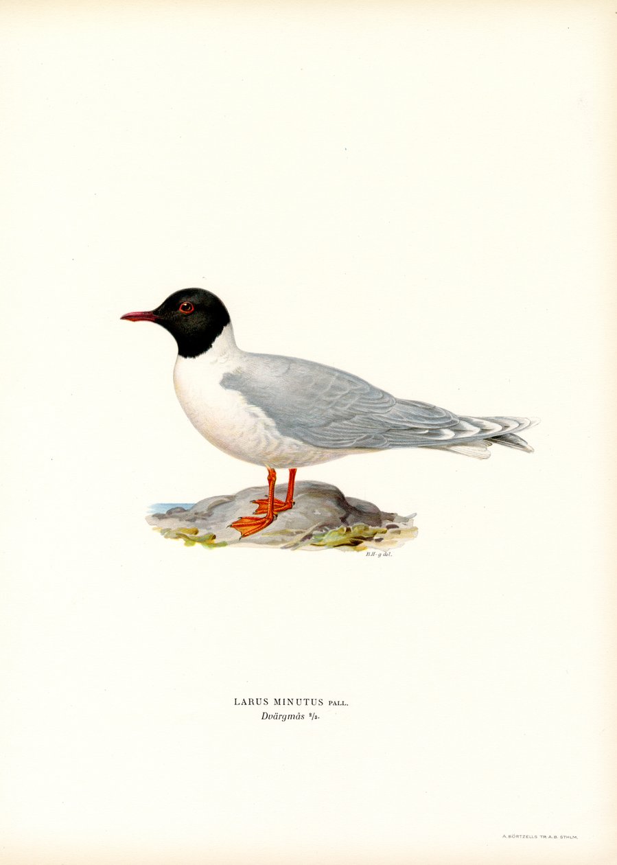 Pequena Gaivota (cor litho) de Magnus Ferdinand and Wilhelm von Wright