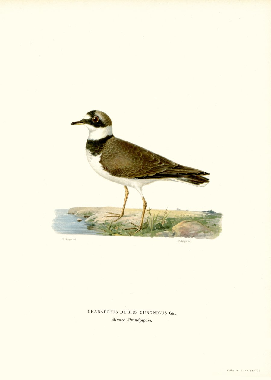 Little Ringed Plover (lito a cores) de Magnus Ferdinand and Wilhelm von Wright